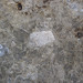 Brachiopod in limestone (Columbus Limestone, Middle Devonian; Griggs Dam, Columbus, Ohio, USA)