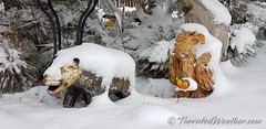 January 1, 2022 - Bear and eagle covered in snow. (ThorntonWeather.com)