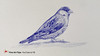 HOW TO DRAW A SPARROW BIRD WITH A CHEAP PEN