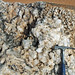 Hydrothermal quartz crystals & sandstone (Late Pennsylvanian to Permian; Coleman Quartz Mine, Arkansas, USA) 2