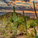 Sonoran Desert - Phoenix, Arizona