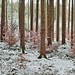 winter wood