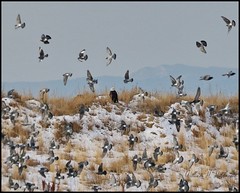 January 5, 2022 - Bald eagle among pigeons. (Bill Hutchinson)