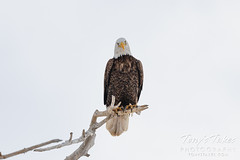 January 6, 2022 - Beautiful bald eagle in Adams County. (Tony's Takes)