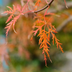 weeping Japanese maple leaves