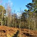 path among the heathland of Finchampstead Ridges 1