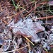frozen leaves in the bracken of Finchampstead Ridges