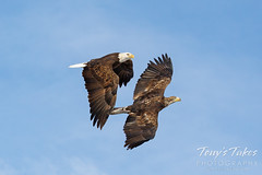 January 7, 2022 - Bald eagles battle near the fairgrounds. (Tony's Takes)