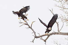 January 9, 2022 - Bald eagle pair takes flight. (Tony's Takes)