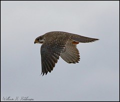 January 8, 2022 - Prairie falcon flyby. (Bill Hutchinson)