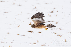 January 9, 2022 - Northern harrier over a snow covered field. (Tony's Takes)