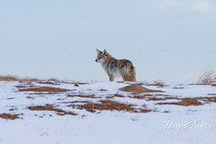 January 8, 2022 - Coyote on the hunt on a cold morning. (Tony's Takes)