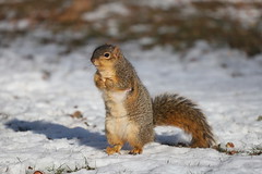 Fox Squirrels in Ann Arbor at the University of Michigan 10/2022 213/P365Year14 4961/P365all-time (January 10, 2022)