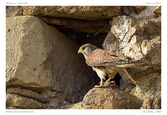 Le faucon crécerelle | Common kestrel