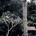 MY Kuching royal column - 1965 (W65-A27-23)
