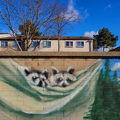 Wall Raccoons