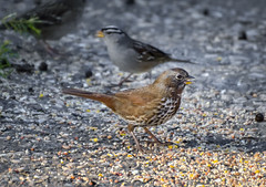 365/11 ~ Fox Sparrow