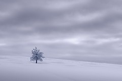Lone Tree Winter 2089 A