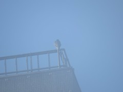 Peregrine in the mist