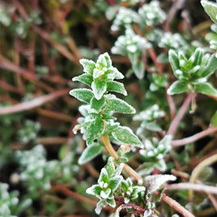 Frosted Thyme 13/365 2022