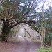 ancient yew overhangs the Pilgrim's Way