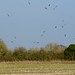 22 red kites wheeling over the fields near Ham