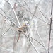 White-Throated Sparrow, Cottonwood Creek Trail South, Allen, Texas, on a cold January 15, 2022