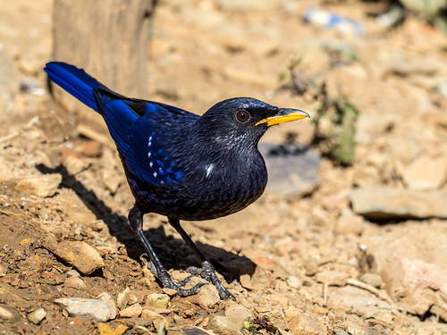 Blue Whistling Thrush (Lifer) • <a style="font-size:0.8em;" href="http://www.flickr.com/photos/59465790@N04/51822190968/" target="_blank">View on Flickr</a>