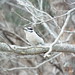 Downy Woodpecker, Cottonwood Creek Trail South, Allen, Texas, on a very cold morning on January 15, 2022