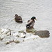 Mallard Ducks, Cottonwood Creek, Allen, Texas, on a frigid January 15, 2022