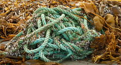 Rope, Barnacles and Seaweed (016/365)