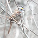 White-Throated Sparrow, Cottonwood Creek Trail South, Allen, Texas, on a cold January 15, 2022
