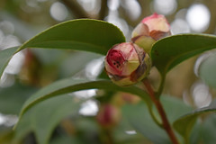Foliage And Camellia Buds.