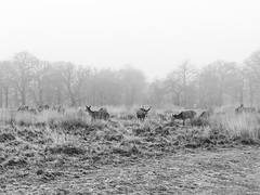 Deer, Richmond Park, 16/365 2022