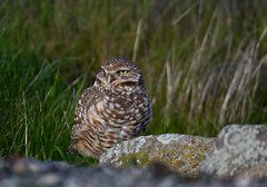 365/17 ~ Burrowing Owl