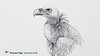 HOW TO DRAW A VULTURE WITH INK - TimeLapse