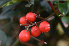 Berries And Foliage.