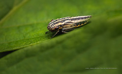 Lateral-lined Sharpshooter nymph