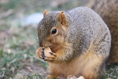 Fox Squirrels in Ann Arbor at the University of Michigan 18/2022 221/P365Year14 4969/P365all-time (January 18, 2022)