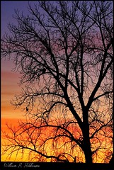 January 13, 2022 - Nicely silhouetted tree in Adams County. (Bill Hutchinson)