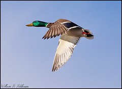 January 15, 2022 - Duck in flight. (Bill Hutchinson)