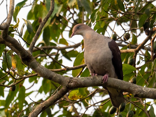 Mountain Imperial-Pigeon (Lifer) • <a style="font-size:0.8em;" href="http://www.flickr.com/photos/59465790@N04/51830814107/" target="_blank">View on Flickr</a>