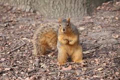 Fox Squirrels in Ann Arbor at the University of Michigan 19/2022 222/P365Year14 4970/P365all-time (January 19, 2022)