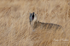 January 13, 2022 - Howling coyote in Thornton. (Tony's Takes)