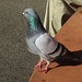 g226 pigeon study