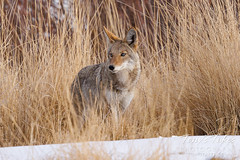 January 13, 2022 - Coyote on the prowl. (Tony's Takes)