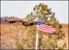 January 15, 2022 - Young bald eagle and old glory. (Bill Hutchinson)