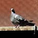 g228 pigeon study