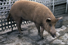 PG Goroka pig farm and garden - 1965 (W65-A23-09)