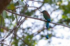 Torogoz, the national bird of El Salvador